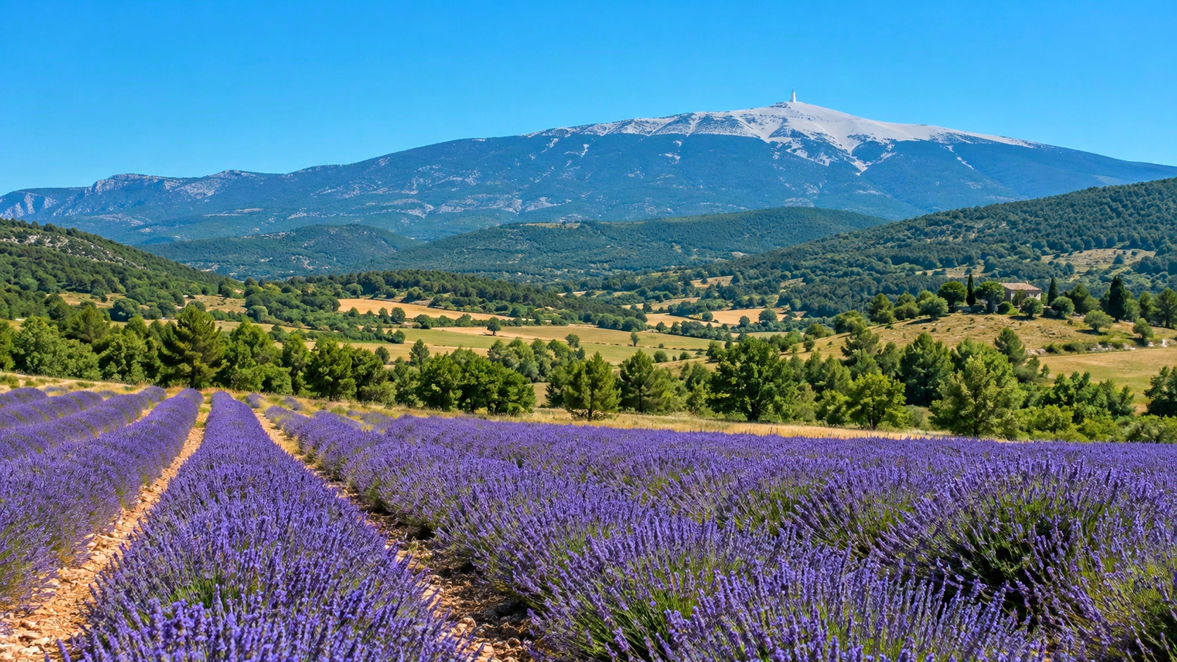 Pays de Sault et Mont Ventoux, lavande en Provence