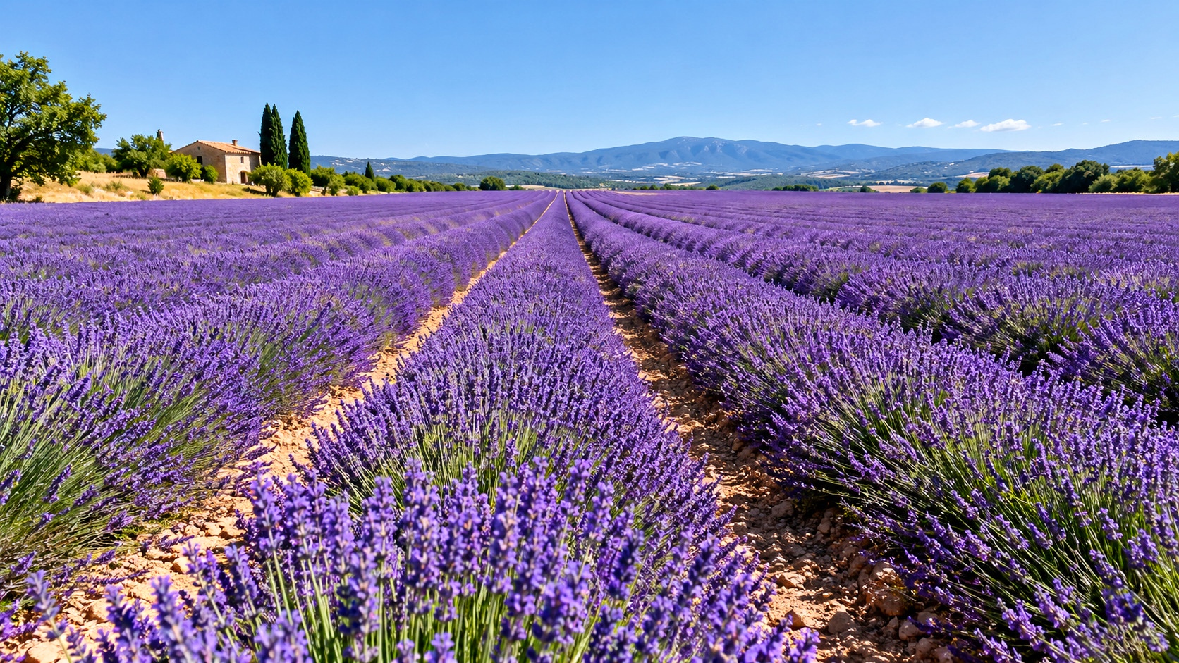 Plateau de Valensole, champs de lavande